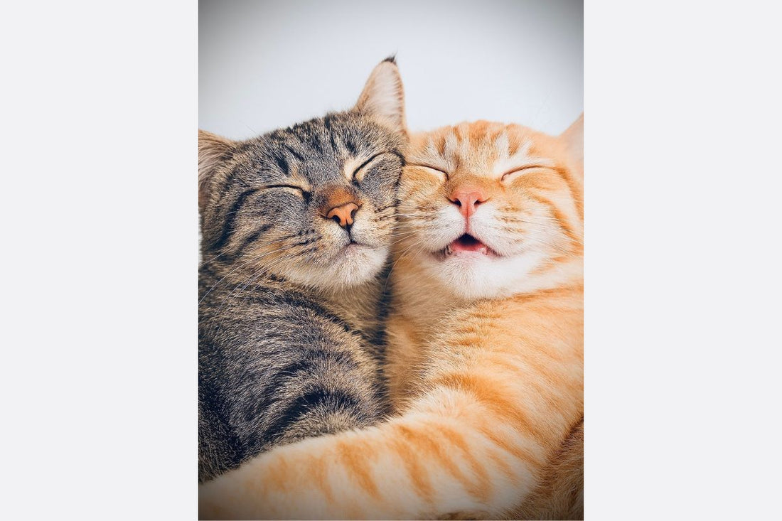 Why Cats Cuddle: The Science and Sweetness Behind Feline Affection